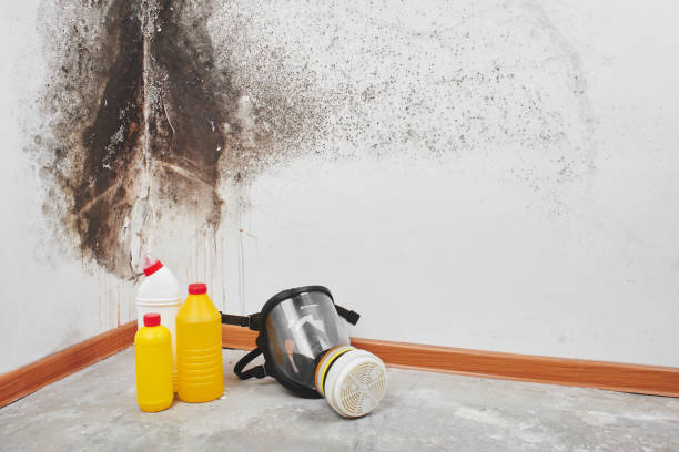 Best Office Mold Removal Services  in Kailua, HI