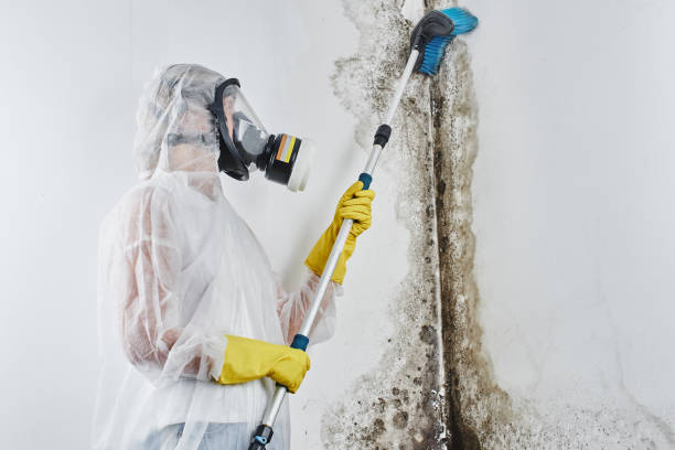 Best Mold Damage Repair  in Kailua, HI