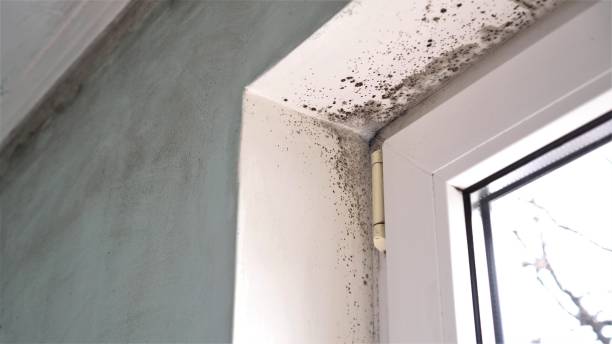 Best Mold Inspection  in Kailua, HI