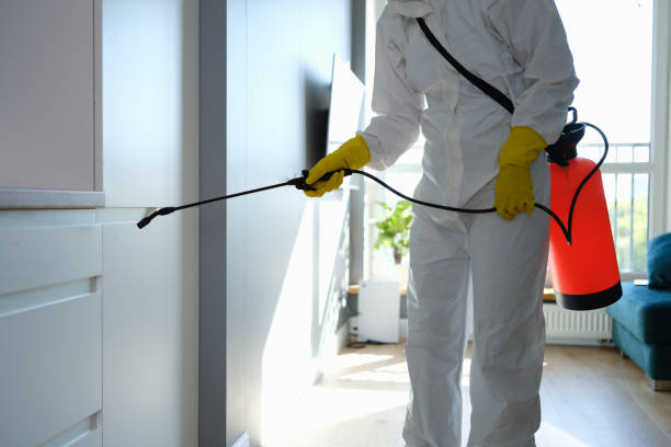 Best Commercial Mold Removal  in Kailua, HI