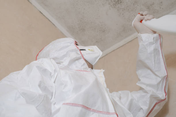 Best Attic Mold Removal  in Kailua, HI