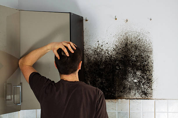 Best Best Mold Removal Companies  in Kailua, HI