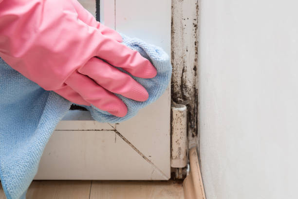 Attic Mold Removal in Kailua, HI